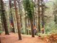 /album/fotogaleria/un-paseo-por-el-bosque-jpg1/